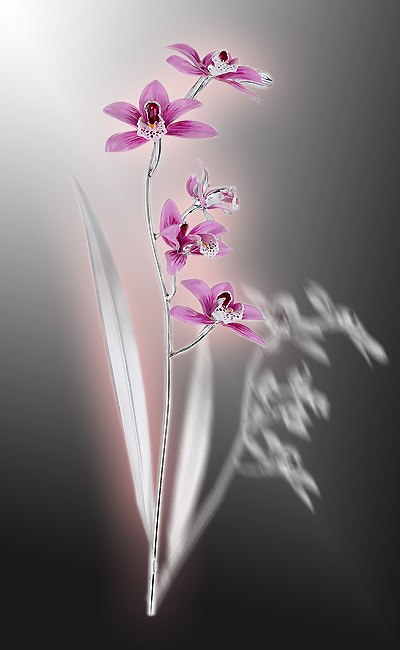 orchidee - www.giroartsrl.it - fiore d'argento